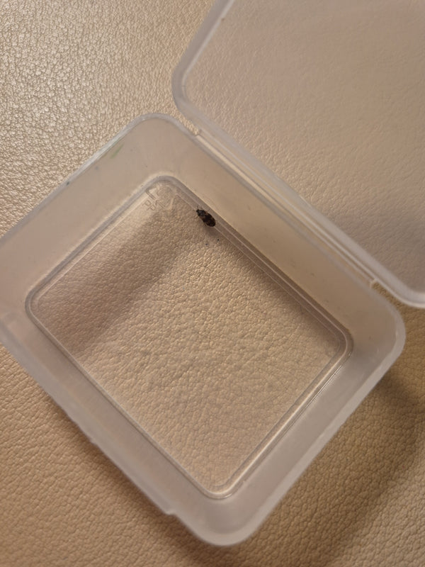 Een bruine spekkever zit in een klein, open plastic bakje op een lichte ondergrond. Het insect is goed zichtbaar en vertoont de typische kleur van de soort.