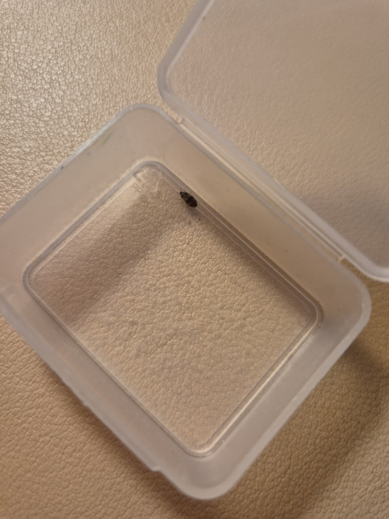 Een bruine spekkever zit in een klein, open plastic bakje op een lichte ondergrond. Het insect is goed zichtbaar en vertoont de typische kleur van de soort.