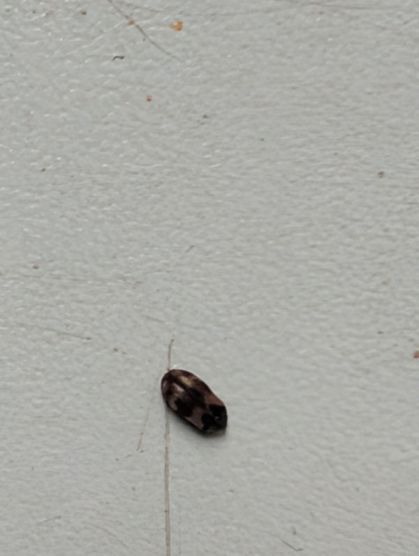 Een bruine spekkever is te zien op een lichte ondergrond. Het kleine insect rust uit op de gladde achtergrond.
