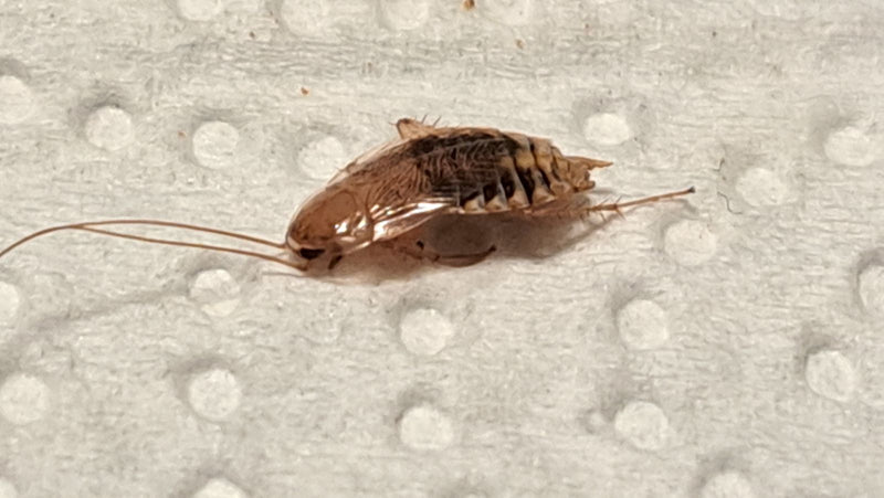 De afbeelding toont een volwassen boomboskakkerlak op een licht, gestructureerd oppervlak. Het insect vertoont zijn typische lange sprieten en kenmerkende vl...