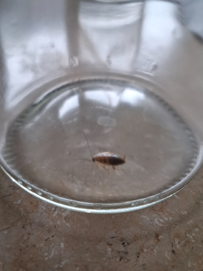 De afbeelding toont een nimf van de boomboskakker op de bodem van een glazen pot.