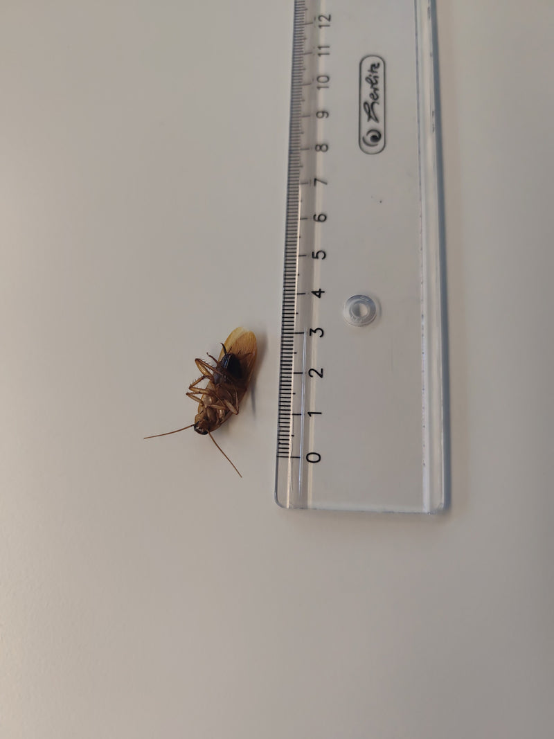Een boskakkerlak ligt op haar rug naast een transparante liniaal op een lichte ondergrond. Het insect is goed zichtbaar.