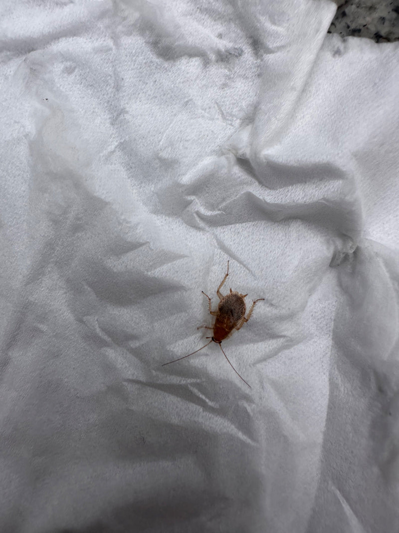 Een nimf van de amberkleurige boskakkerlak is duidelijk zichtbaar op een wit papieren doekje. Het insect vertoont kenmerkende eigenschappen zoals een lichtbr...