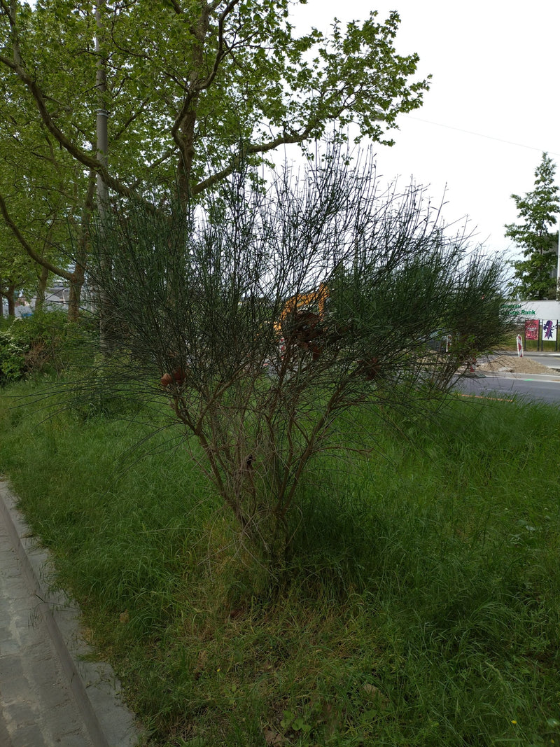 Vlinderblauwtje — Bild 1