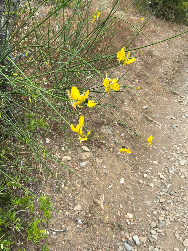 Te zien is een bloeiende brem met gele bloemen en typische groene twijgen langs een pad. De plant groeit op zandige, stenige grond.