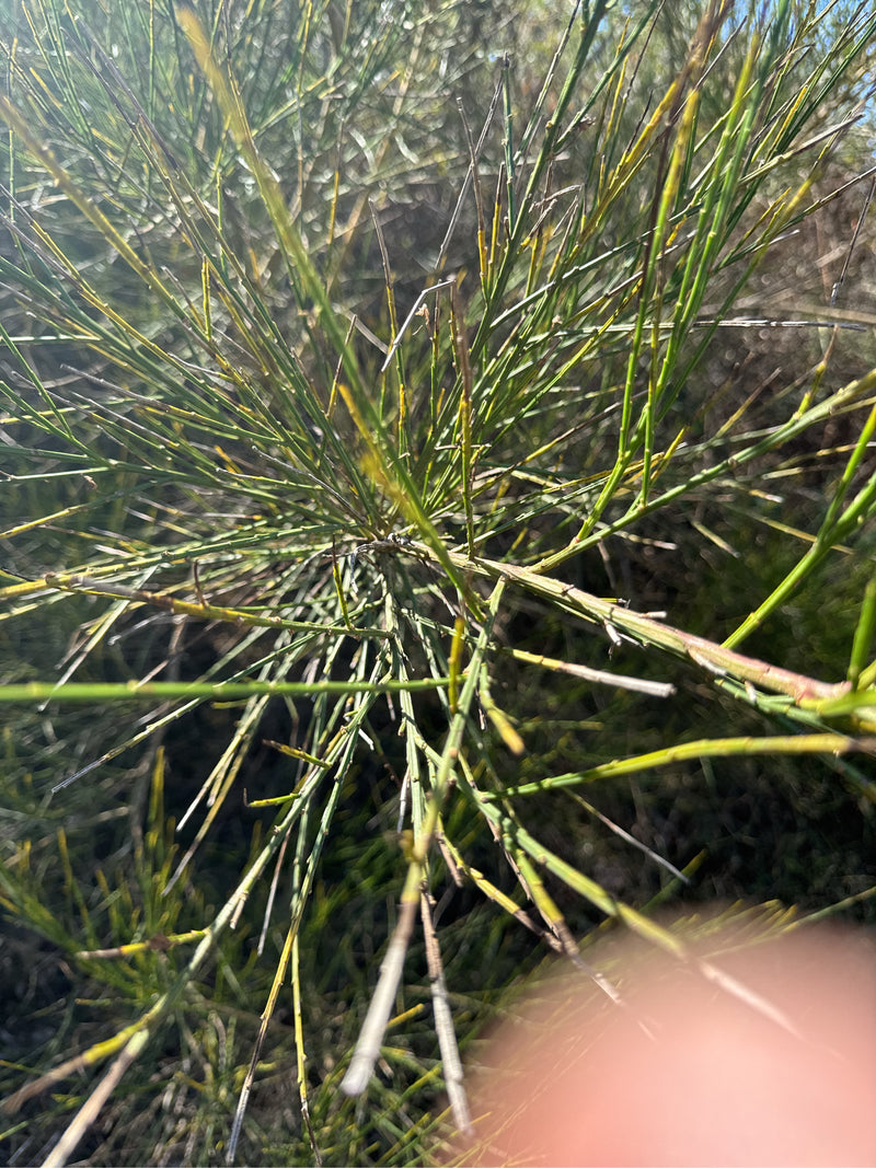 Vlinderblauwtje — foto 4 van 20