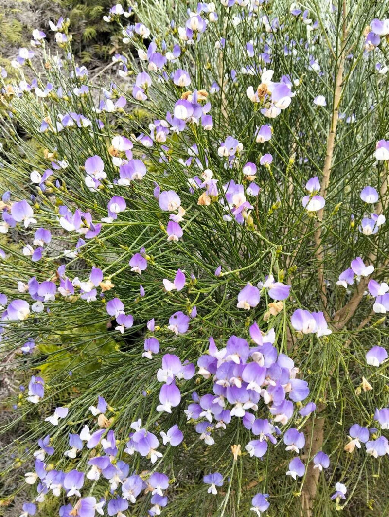 De afbeelding toont een gewone brem met groene, roedeachtige takken. Aan de plant bloeien talrijke kleine, paars-witte vlinderbloemen.