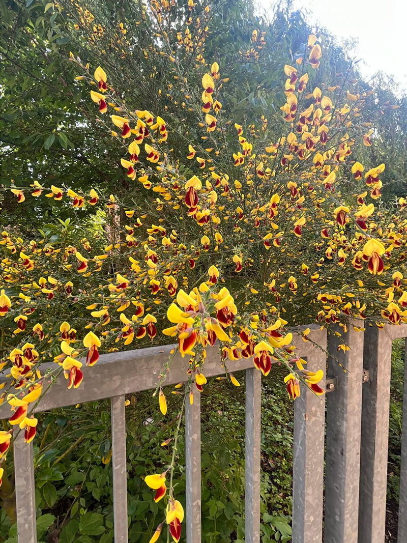 Een rijkelijk bloeiende brem met geel-rode bloemen hangt over een metalen hek. De talrijke vlinderbloemige bloemen bedekken de groene takken van de struik.