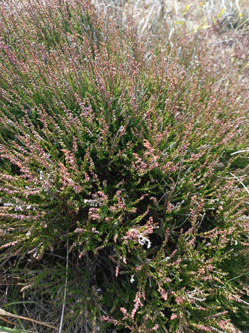Bezem heide — Bild 1