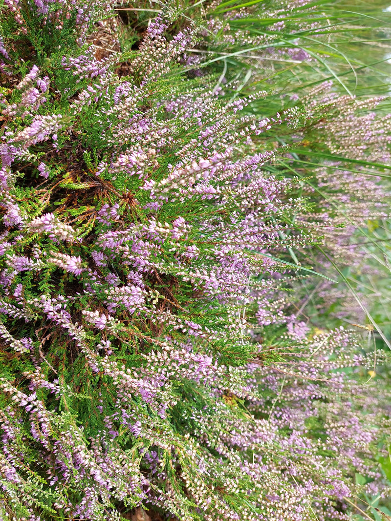 De afbeelding toont een dicht stand van bloeiende struikhei met typische roze bloeiwijzen. De plant groeit in een natuurlijke omgeving.