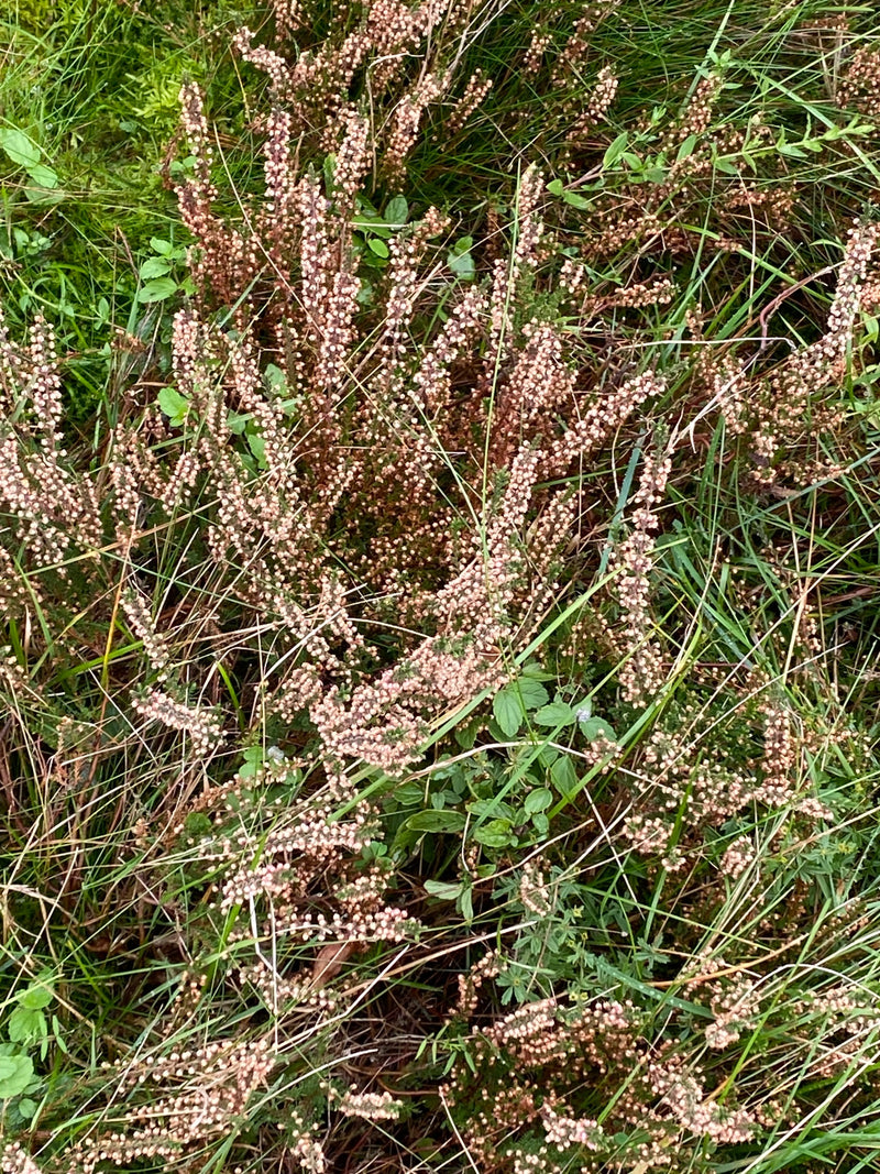 Bloeiende struikhei met talrijke lichtroze knoppen en bloemen, omgeven door gras en mos.