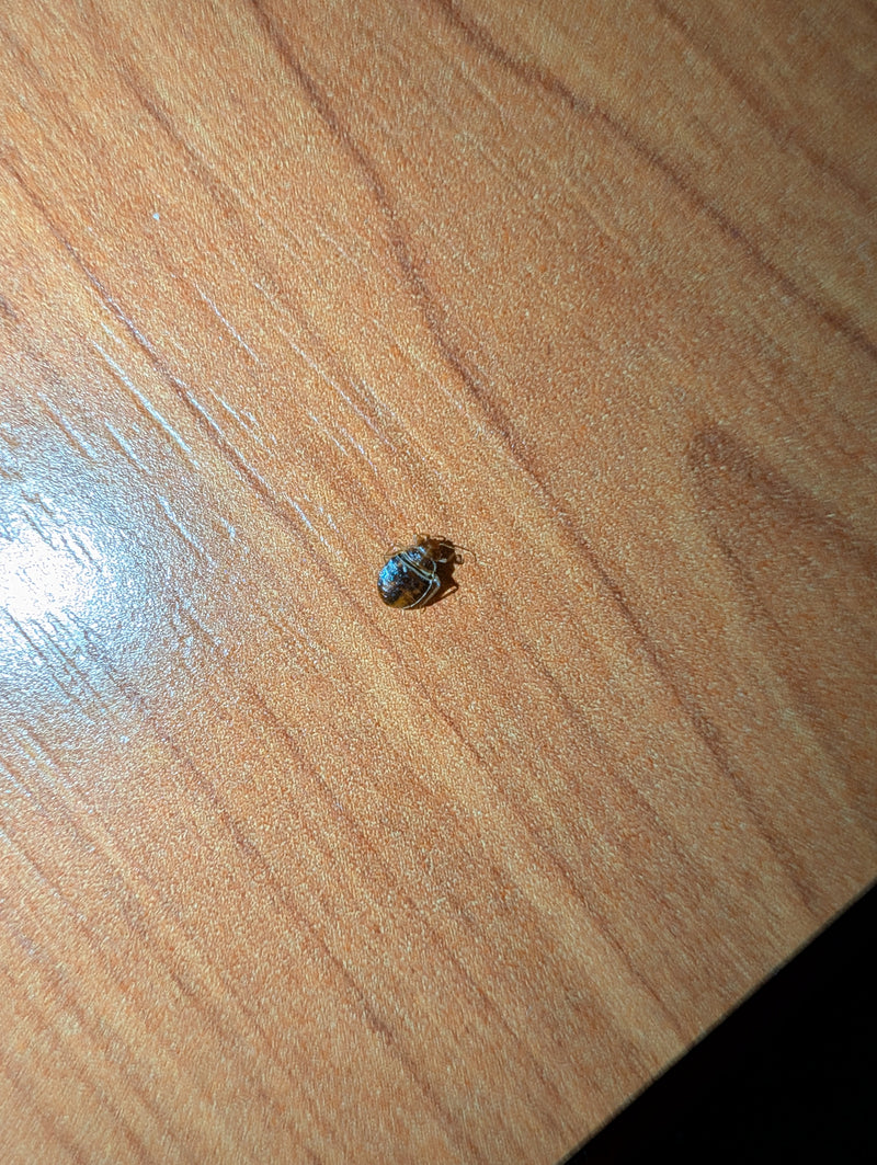 De afbeelding toont een volwassen bedwants op een licht houten oppervlak. Het insect toont zijn typische platte, ovale en bruine lichaam.
