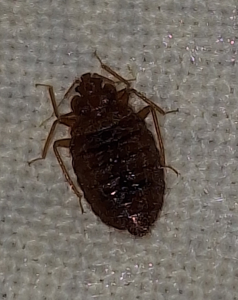 Een volwassen bedwants is van bovenaf te zien op een lichte textielondergrond. Het insect toont zijn typische platte en ovale lichaamsbouw.