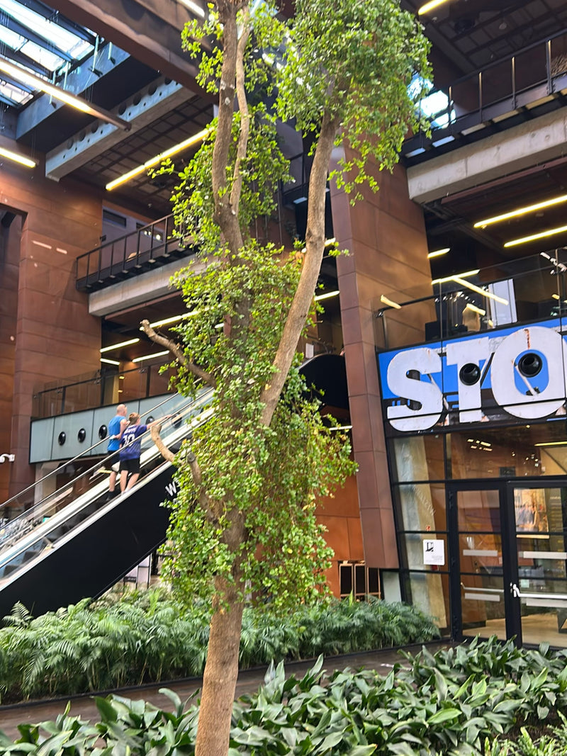 Een grote treurwilgficus is te zien in een modern gebouw met een roltrap op de achtergrond. De boom groeit in een plantenbak binnen.