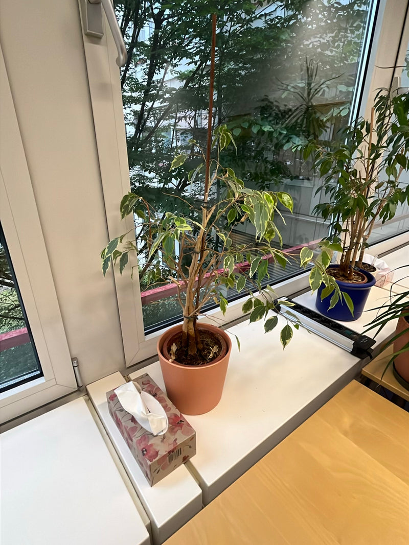 Te zien is een kamerplant in een pot die op een lichte vensterbank staat. Het is een treurvijg met typische groen-witte bladeren.