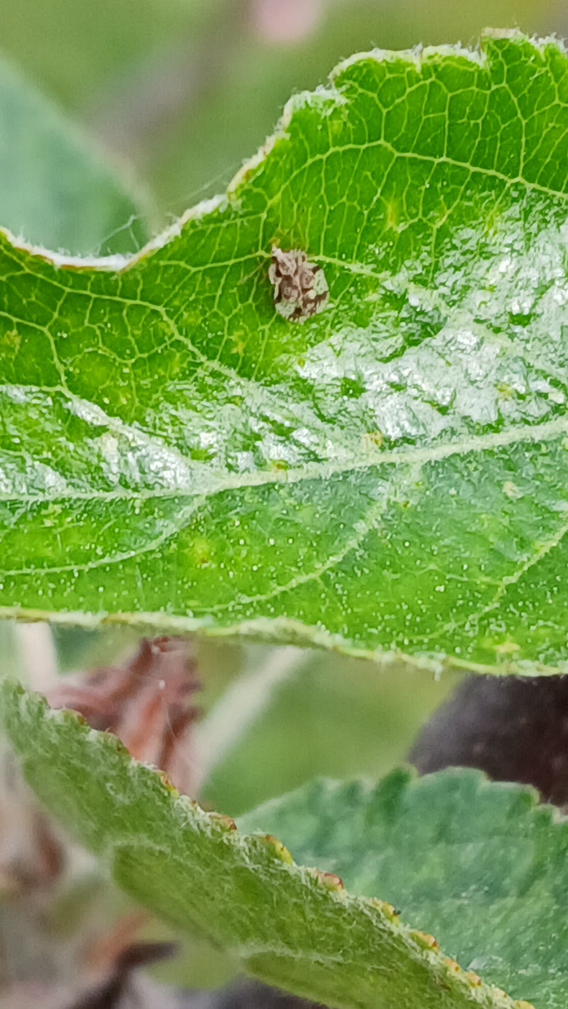 Perenonkruidwants — Bild 3