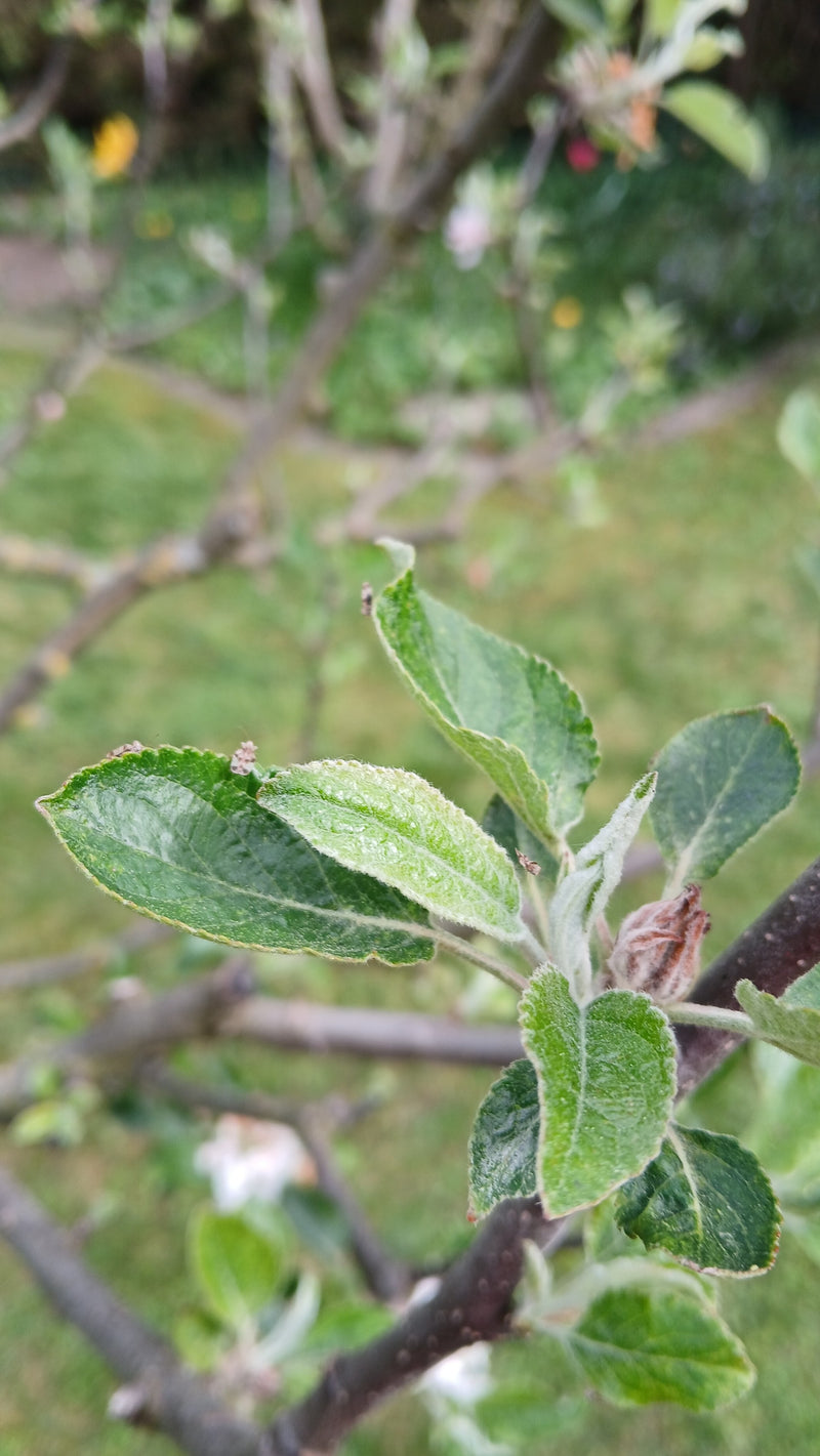 Perenonkruidwants — Bild 2