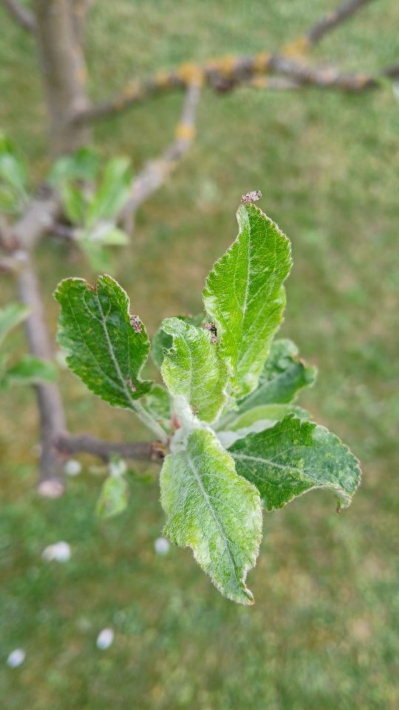Perenonkruidwants — Bild 1