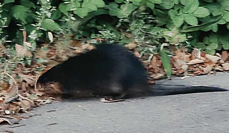 Een muskusrat loopt op een asfaltpad naast groene vegetatie. Het donkergekleurde knaagdier is goed zichtbaar.