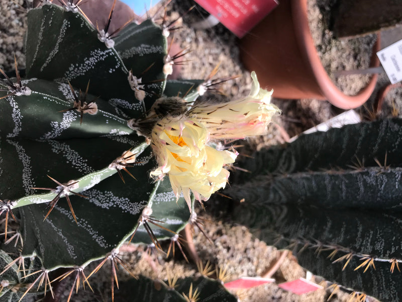 Bischofsmütze — foto 4 van 5