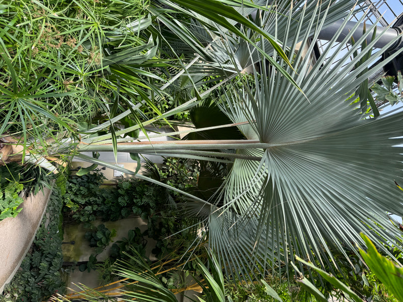 Bismarckpalme — foto 1 van 1