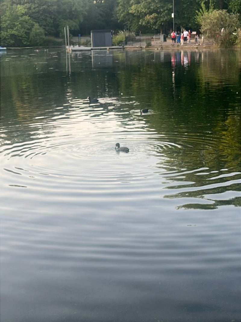 Koet — Bild 3