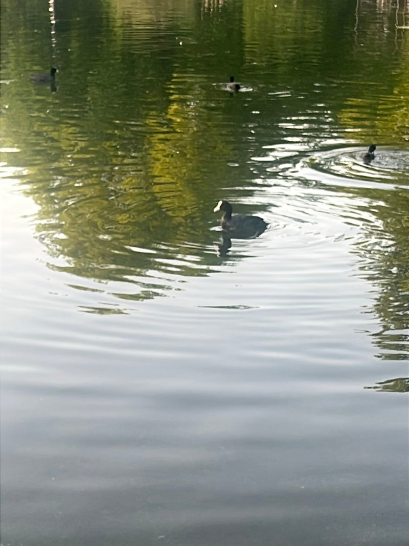 Koet — Bild 5