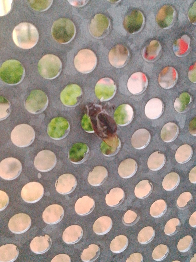 Bladkevers (geslacht Chrysolina) — Bild 4