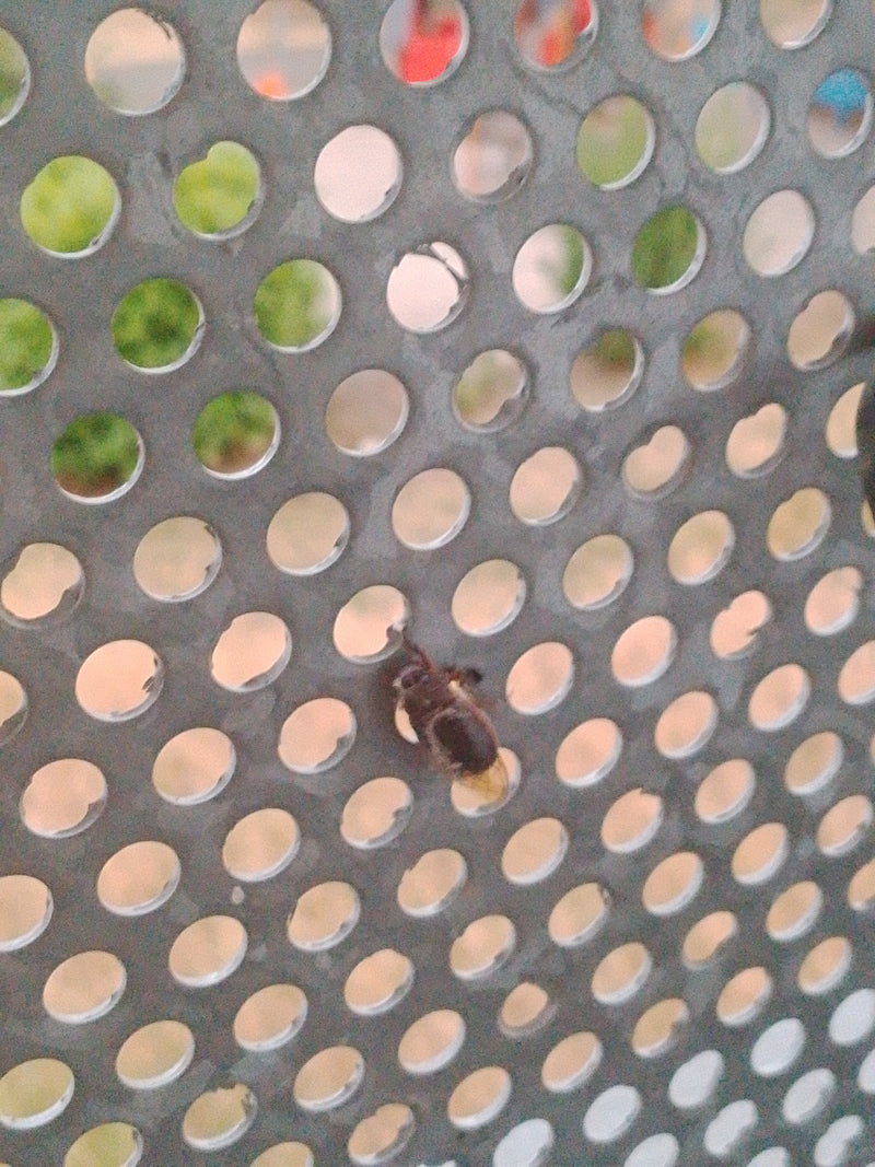 Bladkevers (geslacht Chrysolina) — Bild 3
