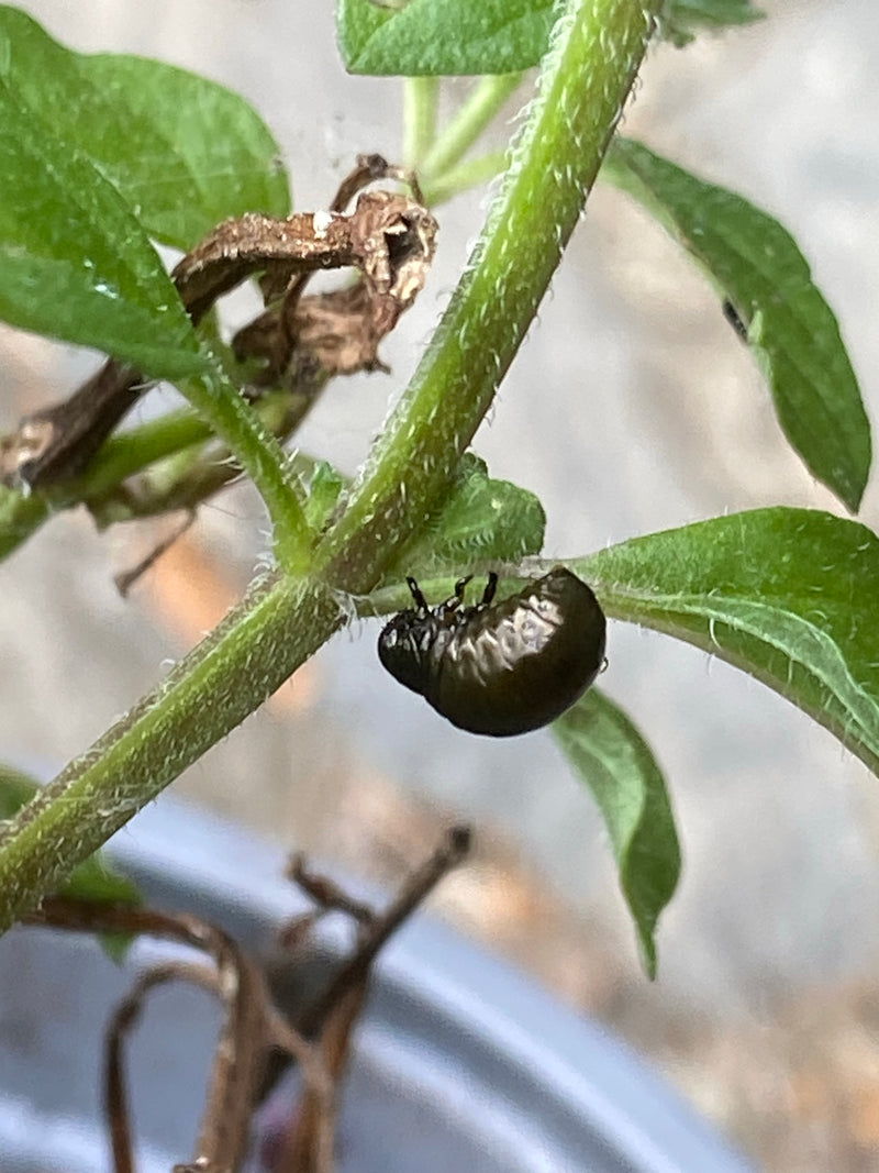 Bladkevers (geslacht Chrysolina) — foto 3 van 6