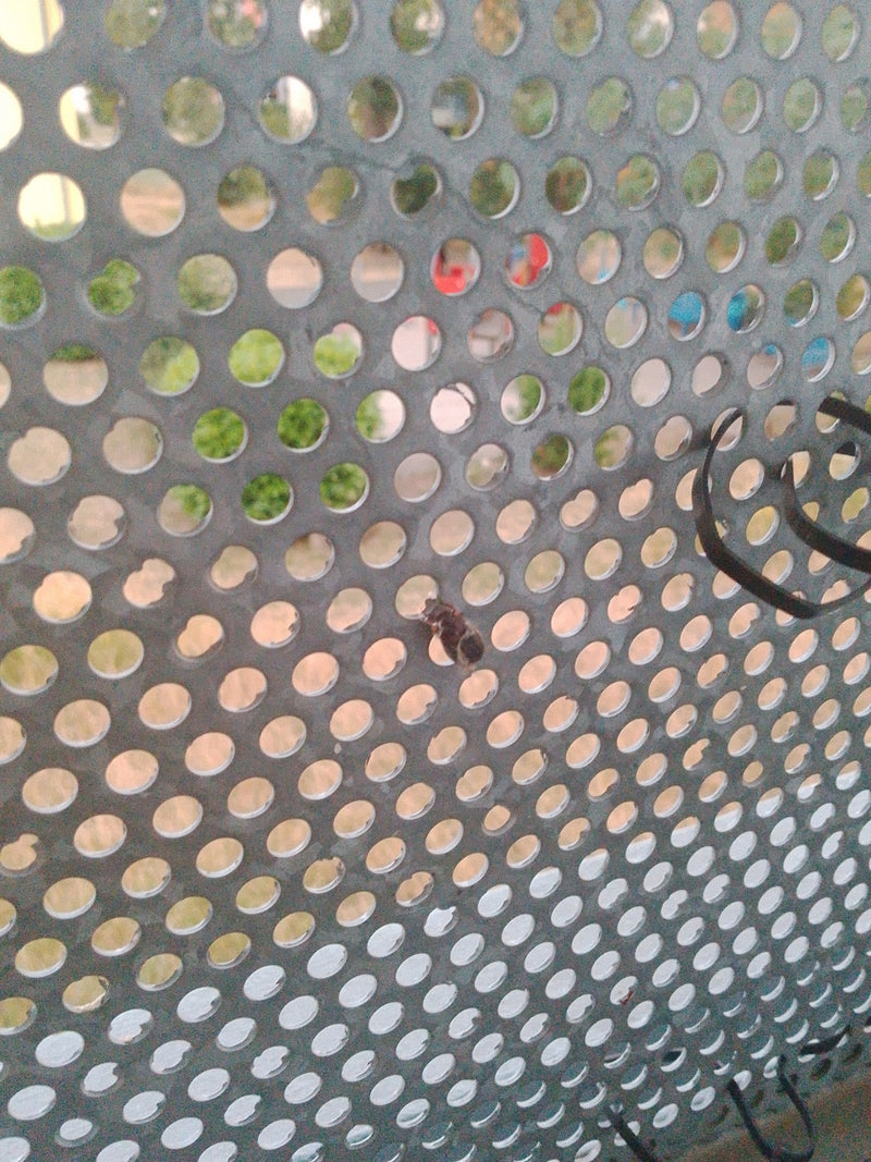 Bladkevers (geslacht Chrysolina) — Bild 1