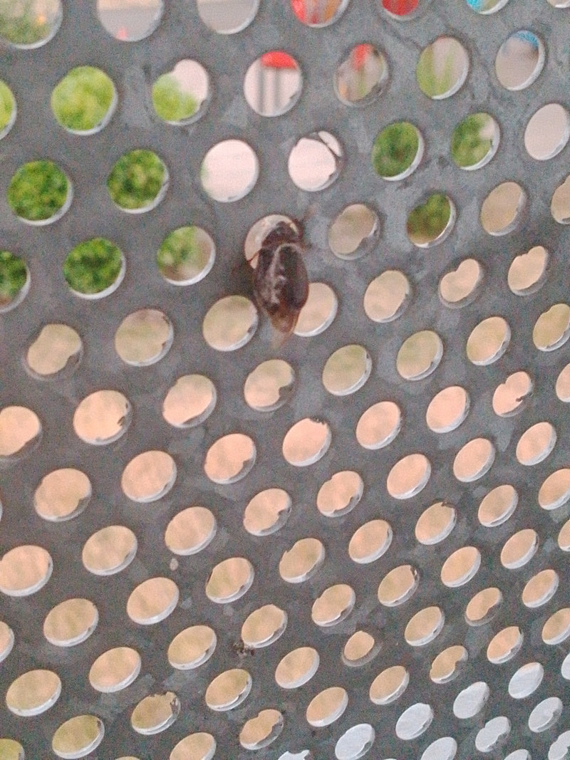 Bladkevers (geslacht Chrysolina) — Bild 2