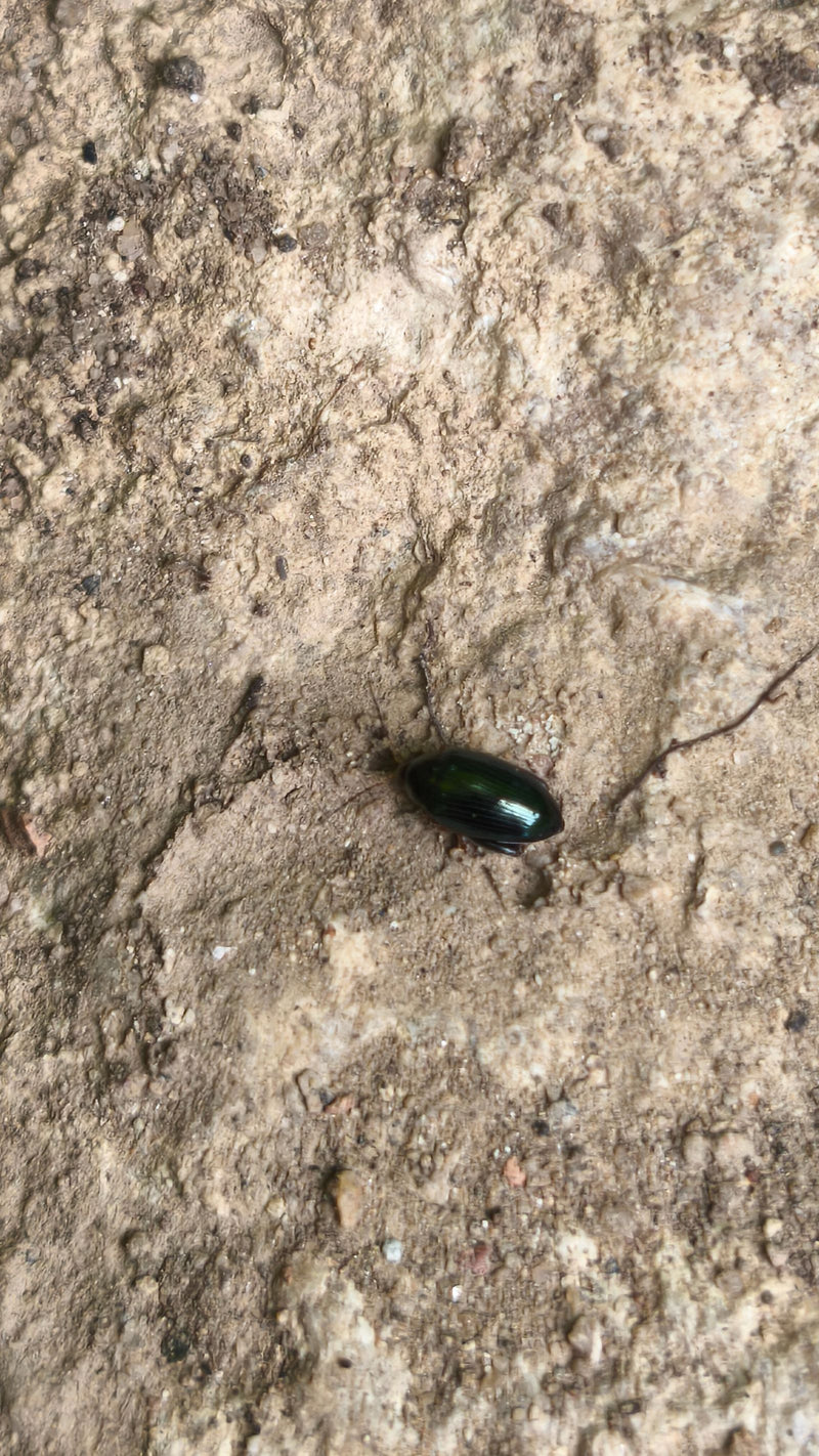 Bladkevers (geslacht Chrysolina) — foto 1 van 6