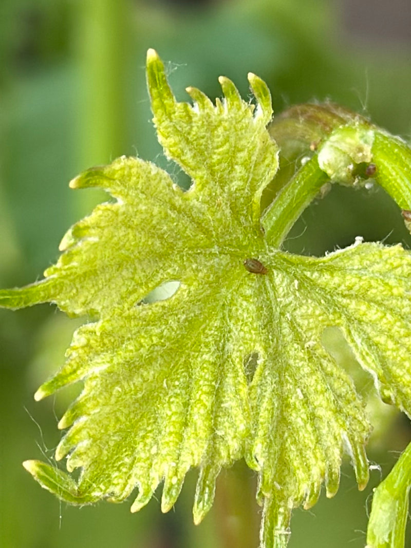 Een kleine bladluis zit op de bovenkant van een groen blad. Het insect is duidelijk zichtbaar.