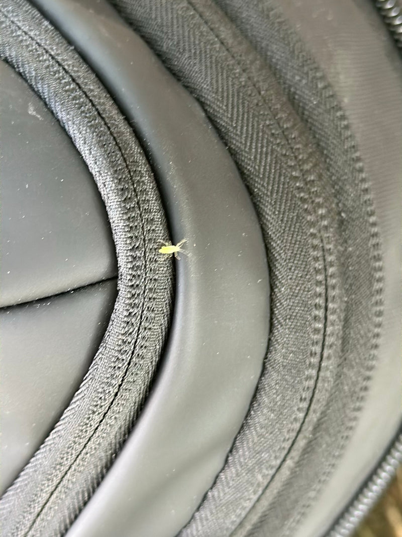 Een kleine, lichtgroene bladluis zit op een donker textieloppervlak met een naad. Het insect is goed zichtbaar.