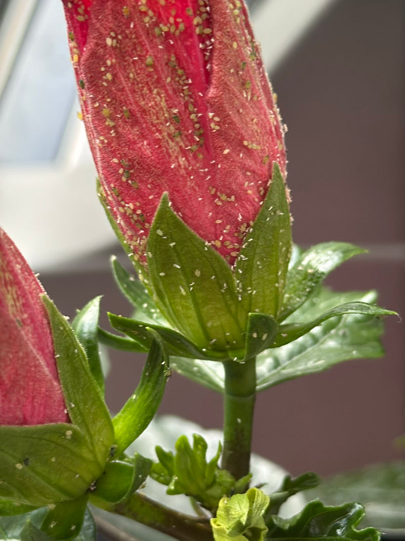 Talrijke kleine bladluizen zitten dicht op elkaar op de rode bloemknop en groene kelkbladeren van een plant.