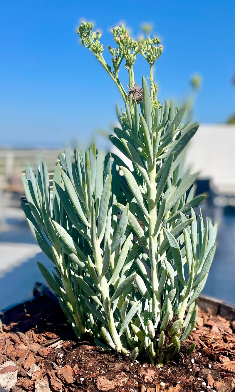 Blaue Chalksticks — foto 1 van 1