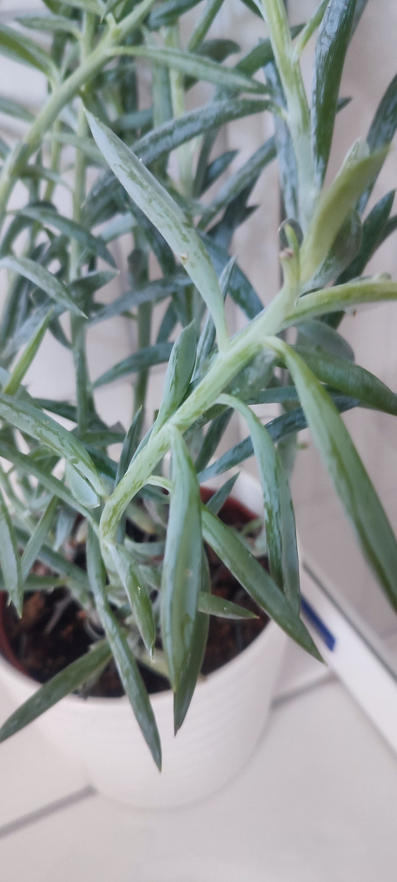 Blauwe krijtstokken — foto 3 van 3