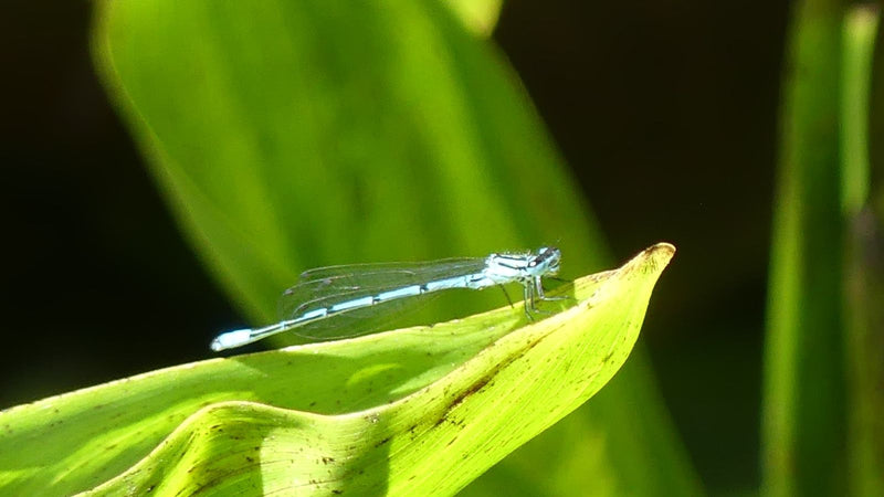 Blaue Federlibelle — Bild 1
