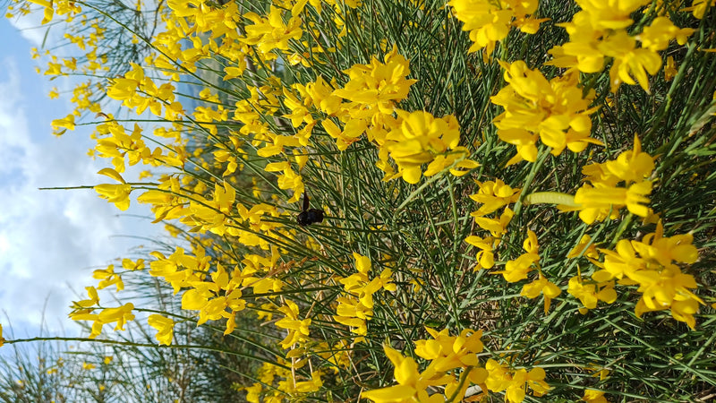 Een blauwzwarte houtbij zit op een plant met talrijke gele bloemen. Het insect valt duidelijk op door zijn donkere kleur.