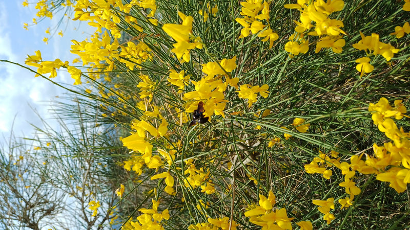 Een paarse houtbij zit op gele bloemen van een plant. De afbeelding toont het insect van boven in zijn natuurlijke habitat.