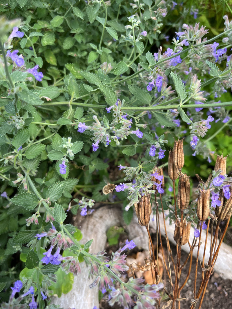 Faassen kattenkruid — Bild 3