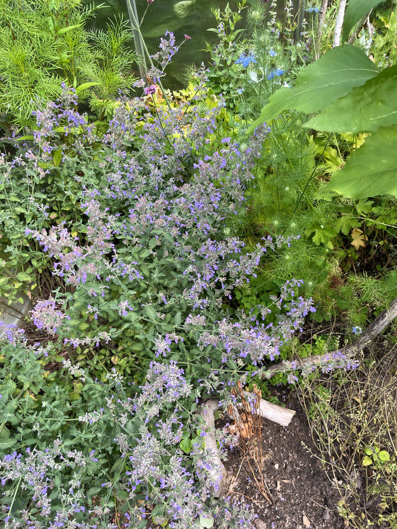 Faassen kattenkruid — Bild 2