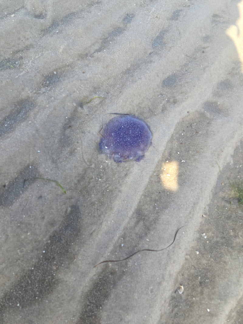 Blauwe brandnetelkwallen — Bild 1
