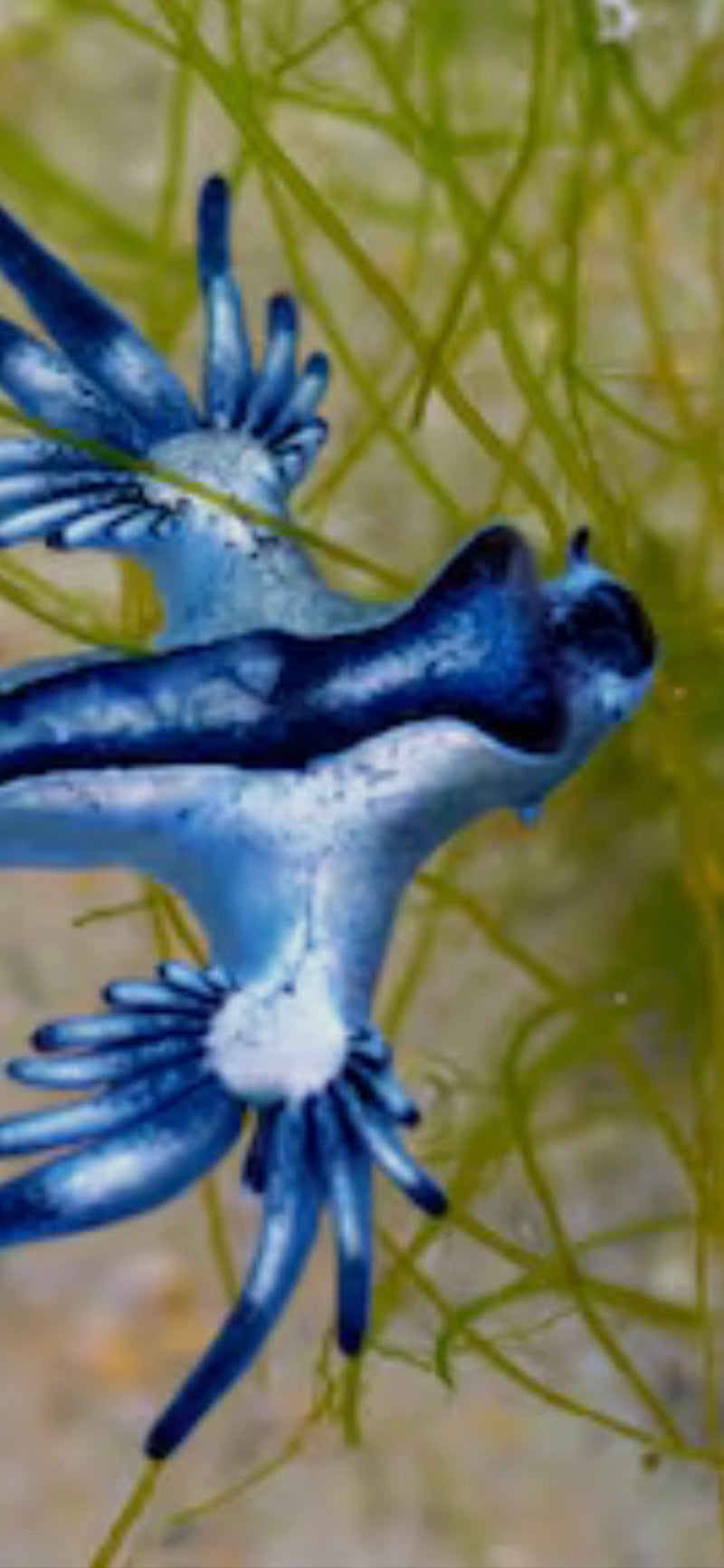 Blaue Ozeanschnecke — foto 1 van 1