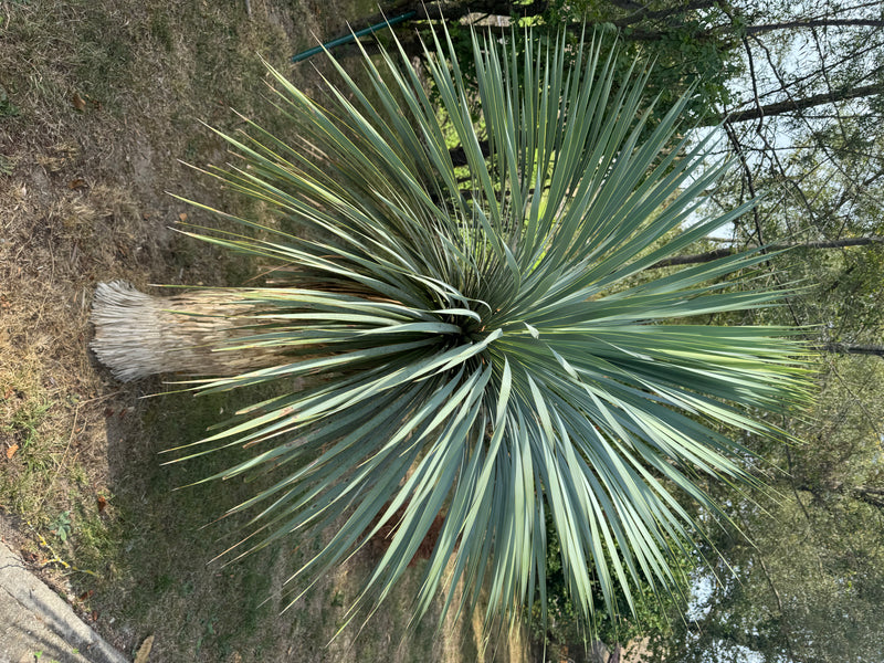 Blaue Palmlilie — foto 1 van 1