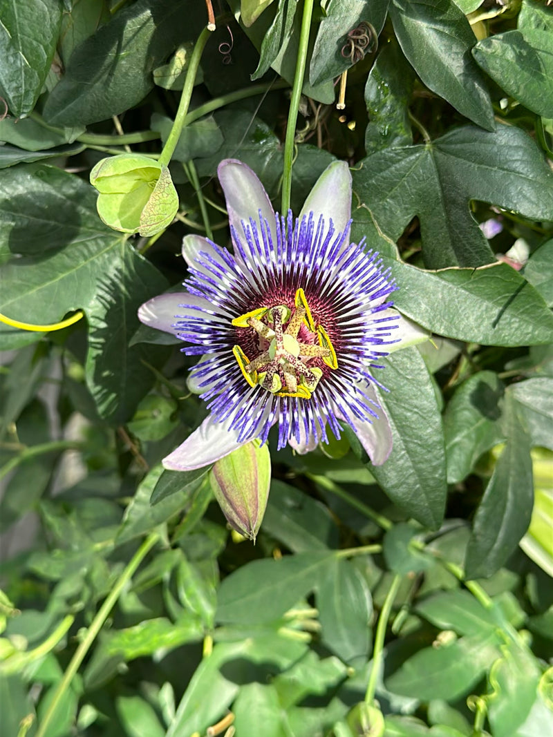 Blaue Passionsblume — Bild 1
