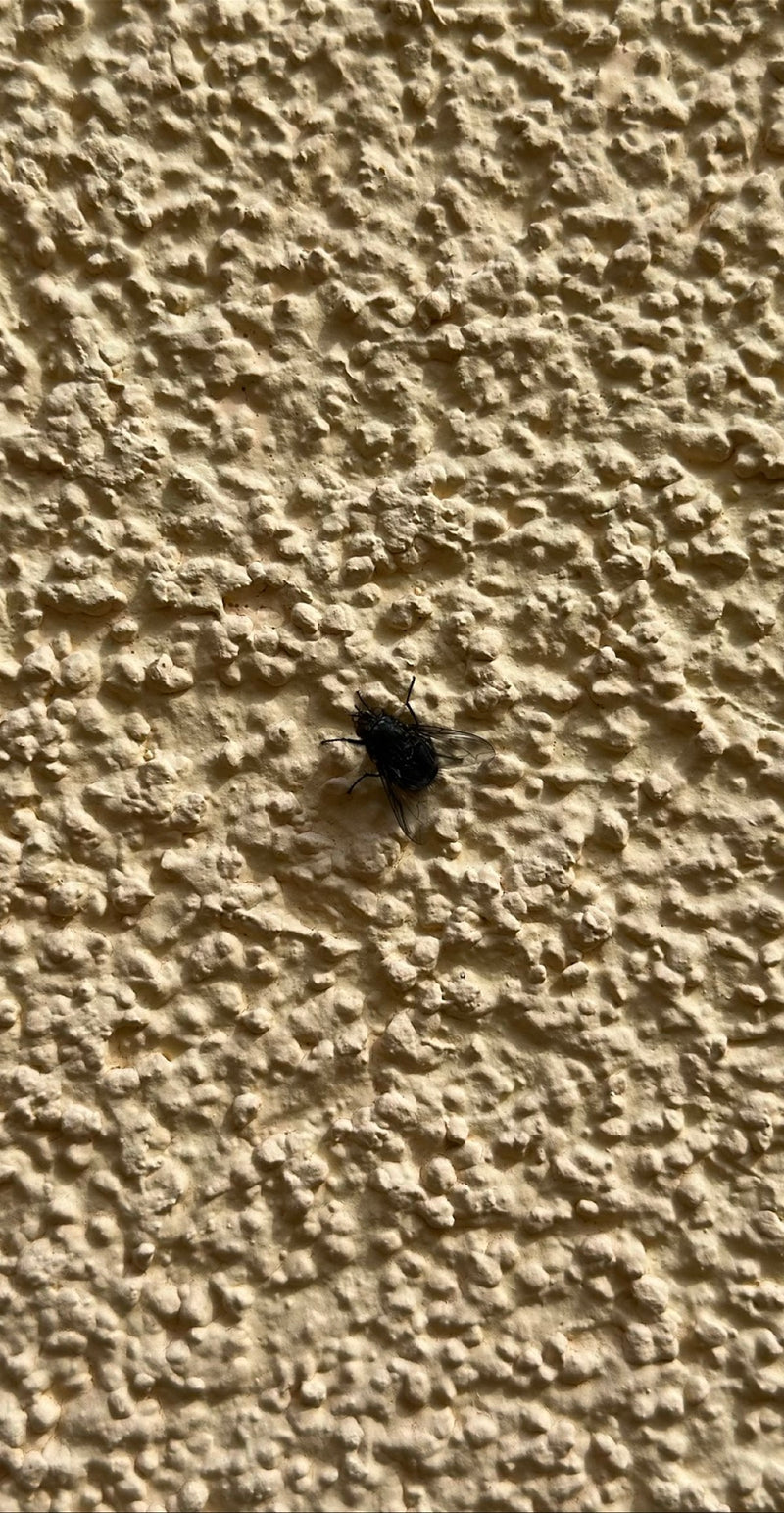 Bromvlieg — Bild 4