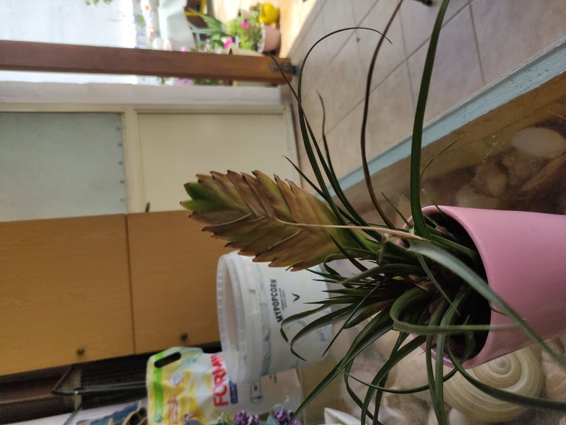 Blauwe tillandsia — Bild 3