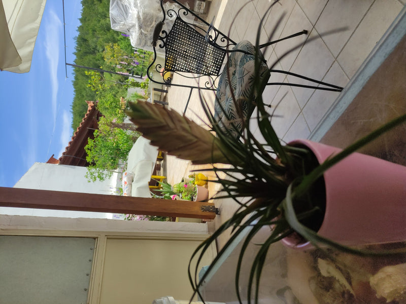 Blauwe tillandsia — Bild 1
